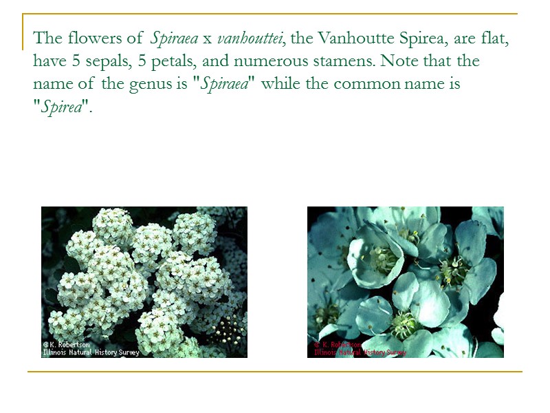 The flowers of Spiraea x vanhouttei, the Vanhoutte Spirea, are flat, have 5 sepals,